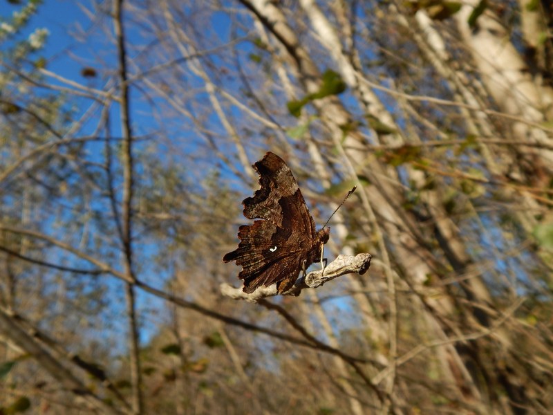 Polygonia c-album : le ultime ...